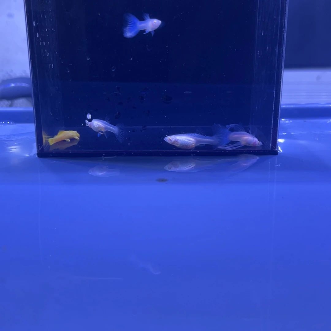 孔雀鱼天空蓝两对加一条胡子开箱视频报损