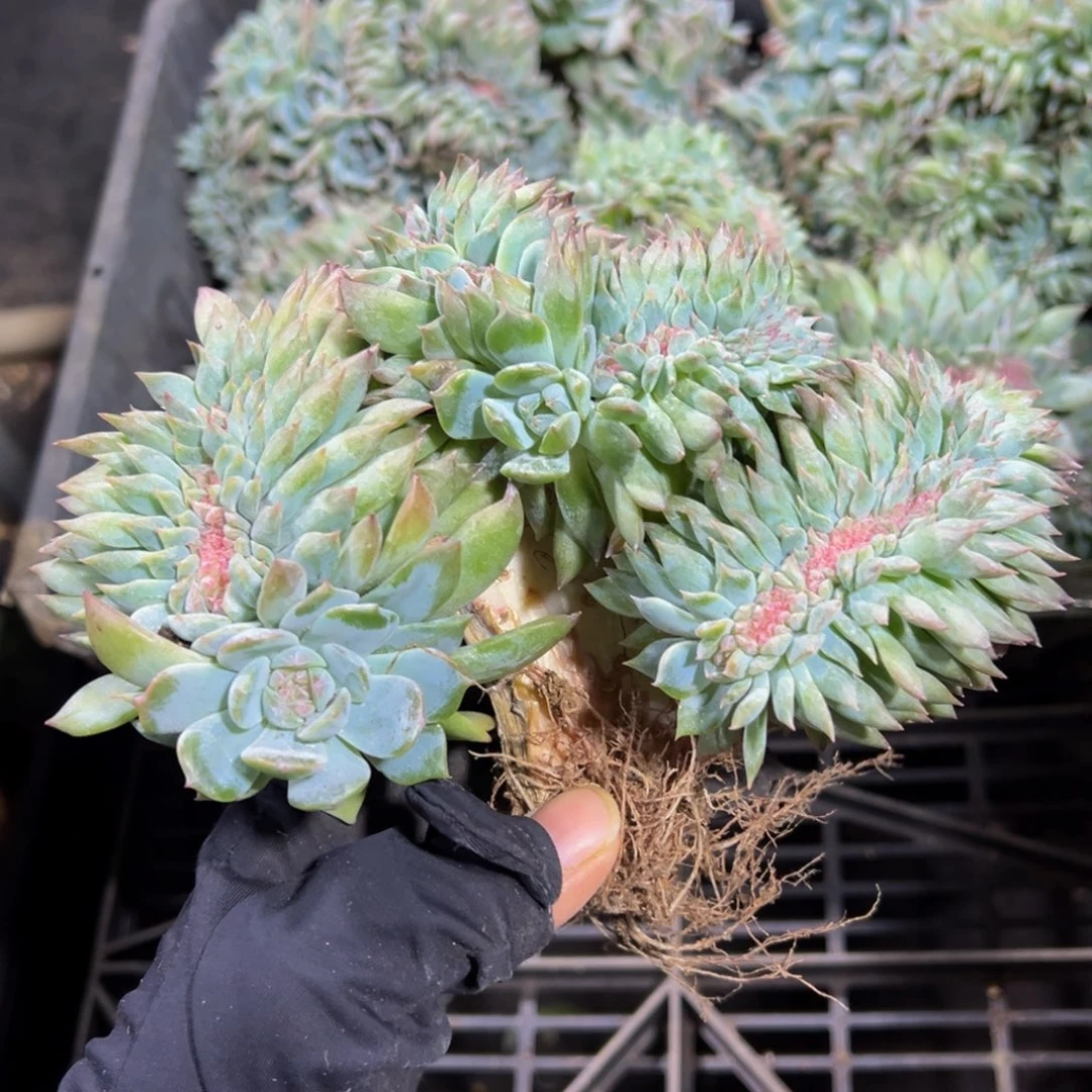 菡***轩水蜜桃冰魄缀微瑕