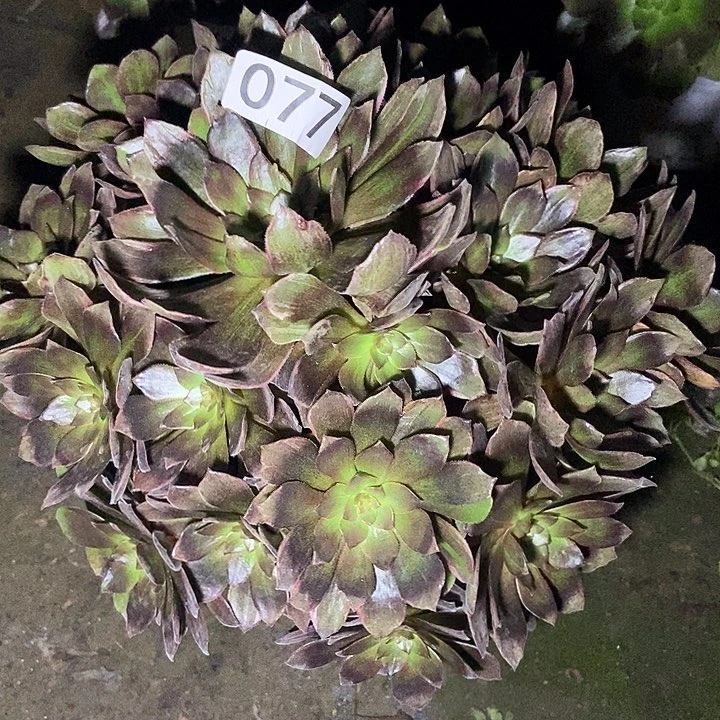 千面男爵77多肉不包断