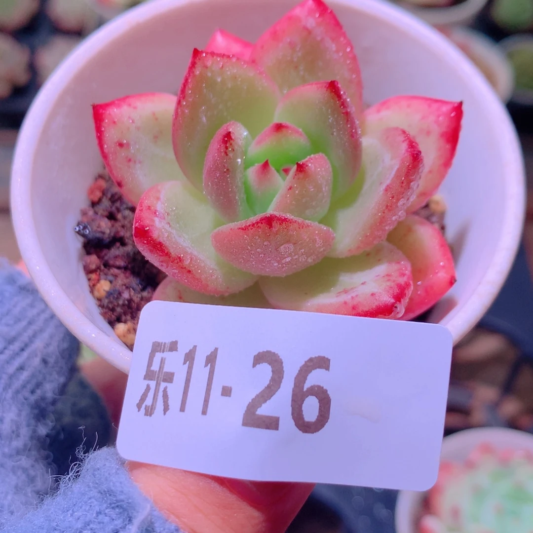 乐然11-26 香槟单头