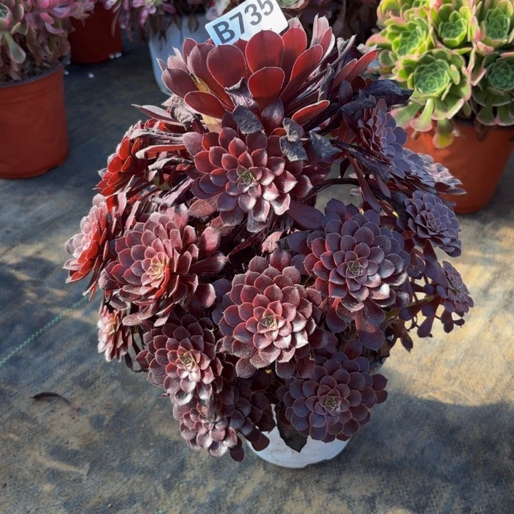 瑞妈多肉园艺，735