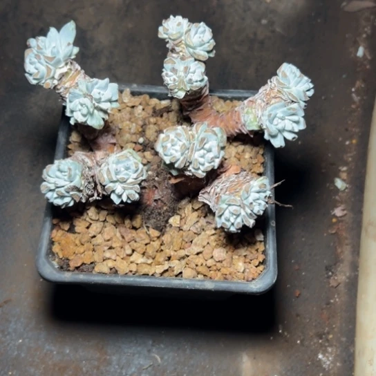 鱼谢谢姐姐～一物一拍带土～8415