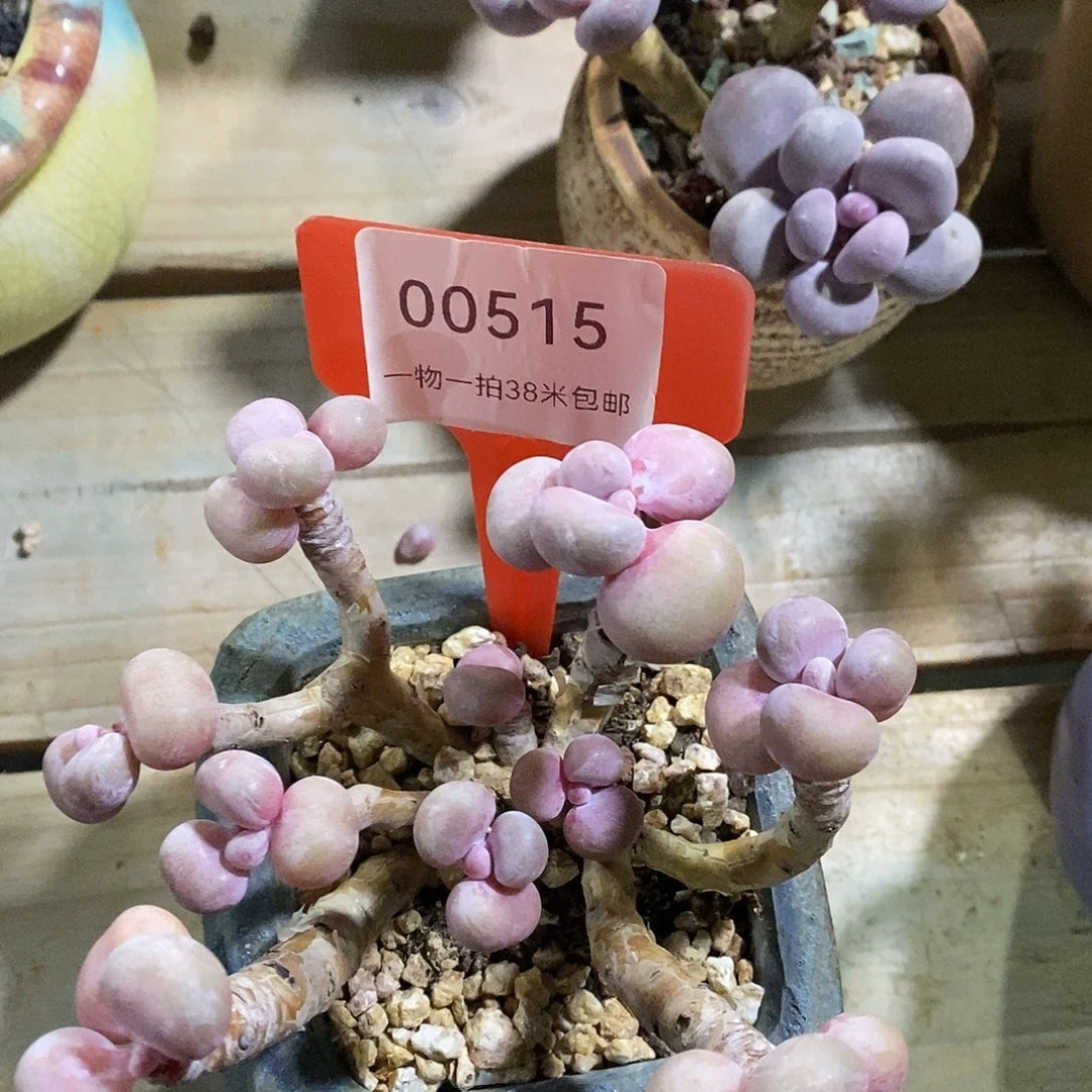 00515侧面路魔芋咯哦