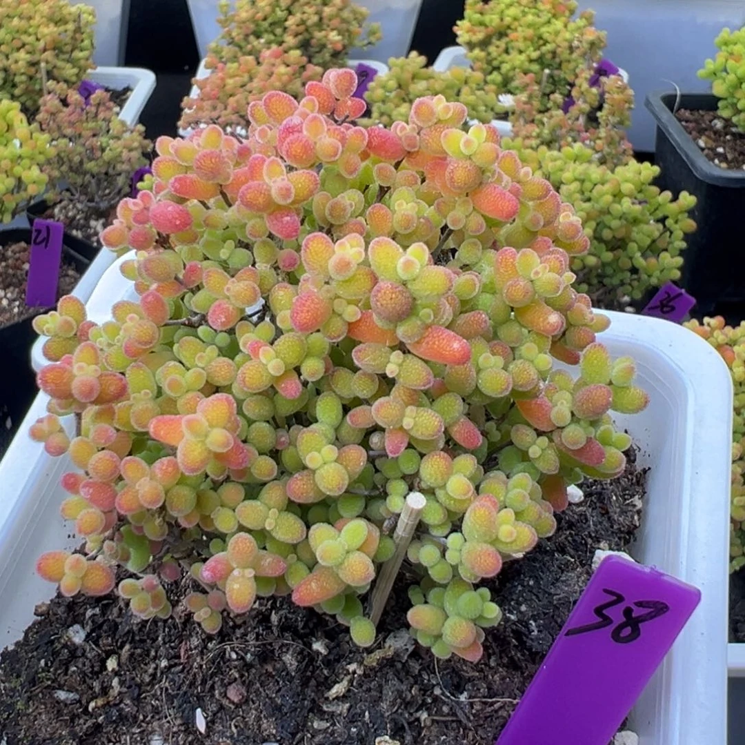 蜜橘糖球38号10cm盆