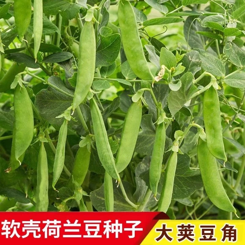 软荚甜脆荷兰豆种子豌豆苗四季播种大荚菜豆豌豆豆角种子农家蔬菜