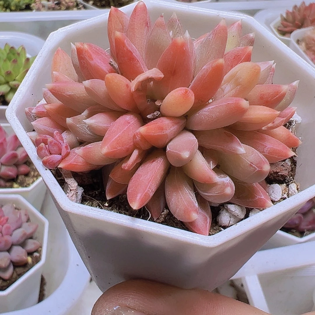 炫彩星群19包邮多肉