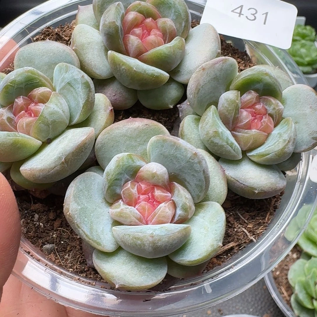 一物一拍一物一拍916-431