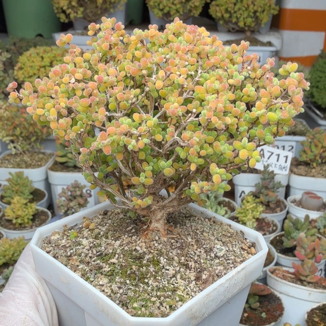 A913蜜橘糖球尺寸32