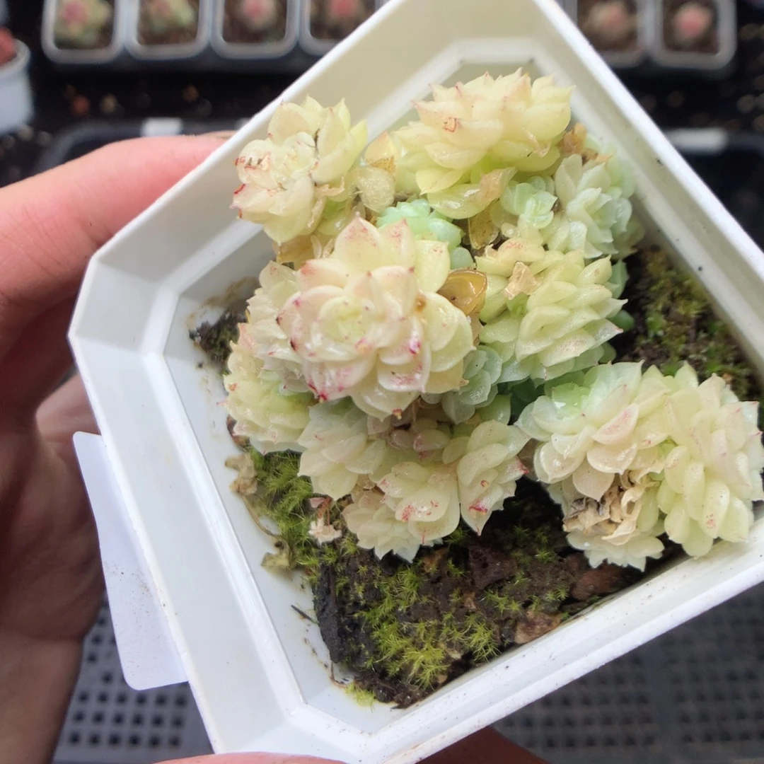 无花朵Q144yyyyyyy