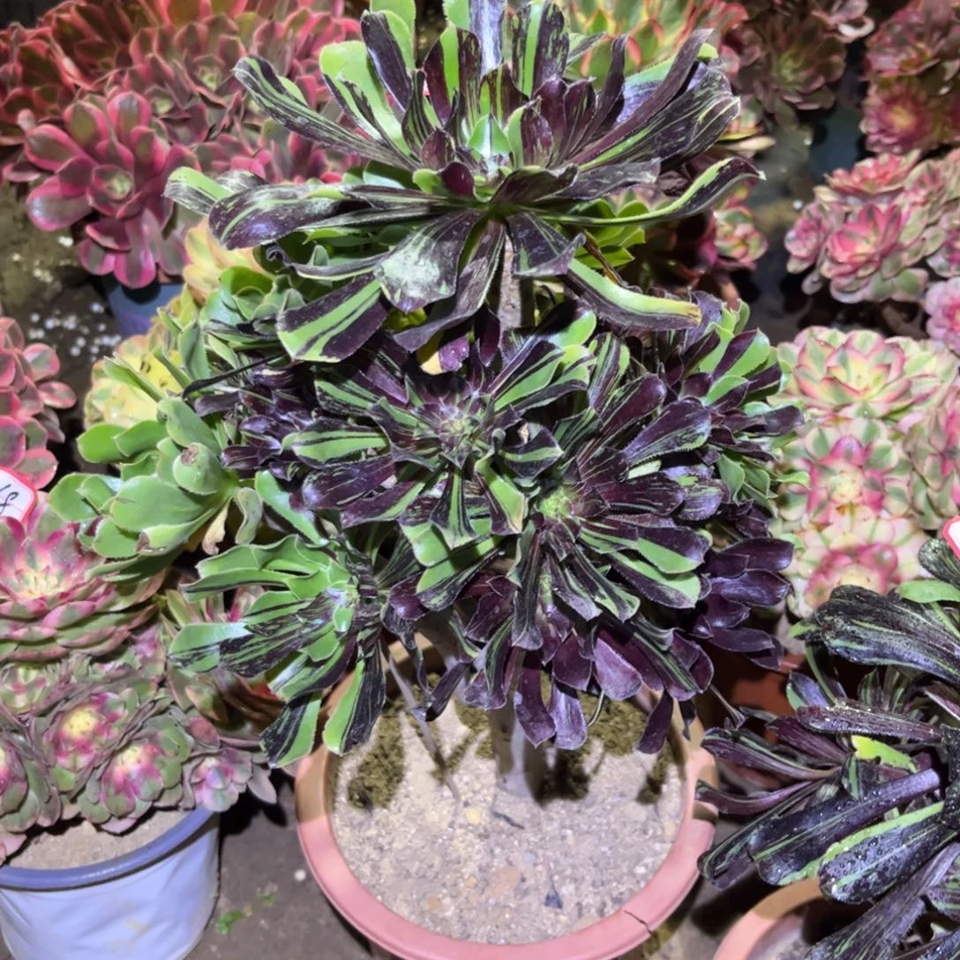 315多肉植物水墨丹青