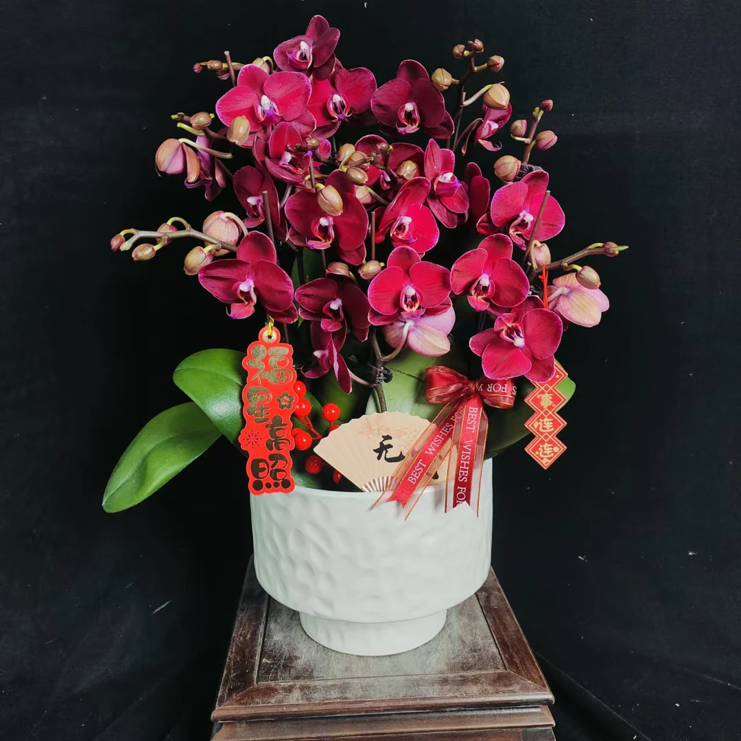 【红宝石】蝴蝶兰兰花盆栽开花株 四季好养护绿植叶片