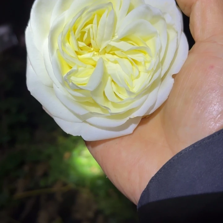 无花朵一加仑赤白