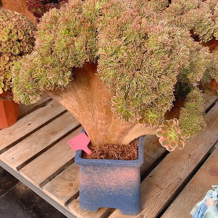 白凤缀脱土发货啊