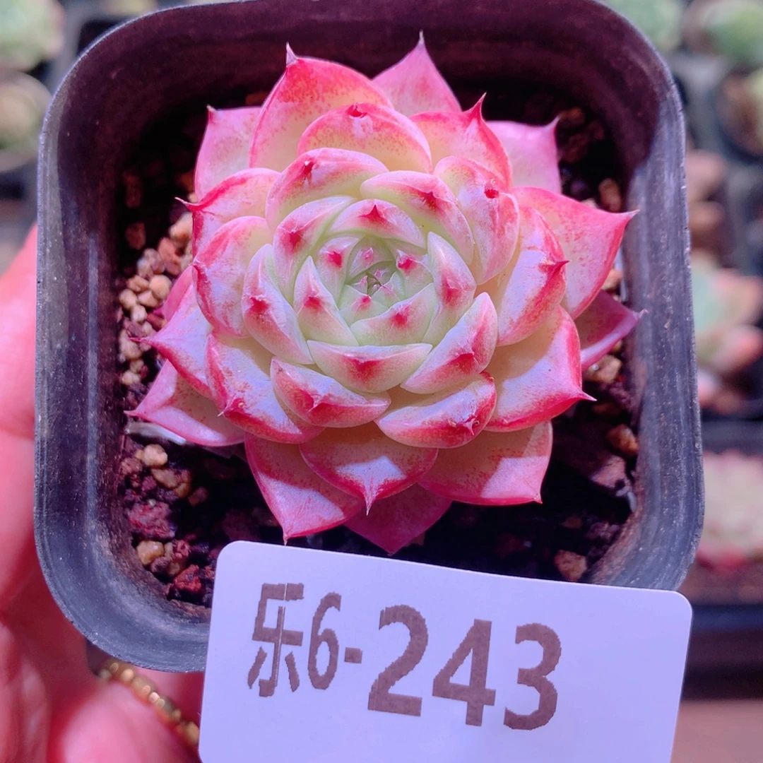 乐然6-243 天鹅绒