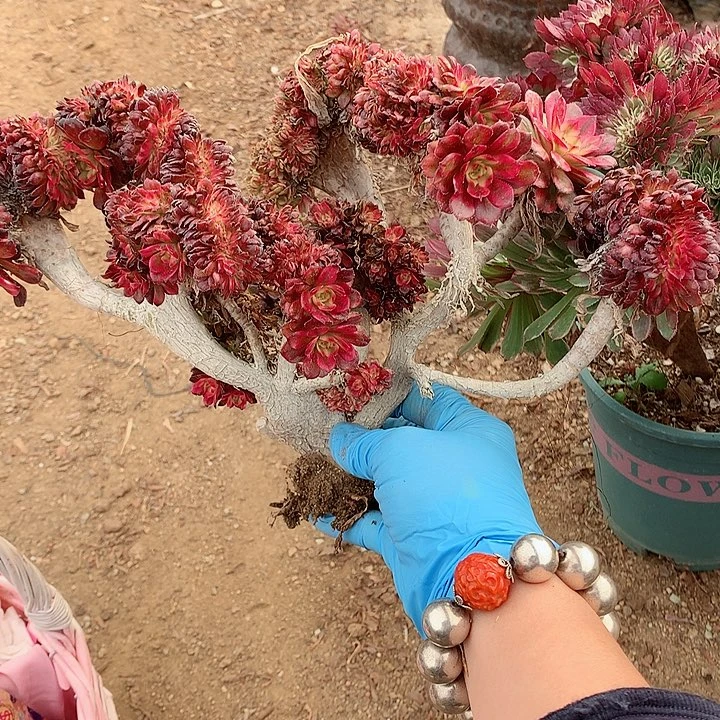 红颜缀脱土发货啊