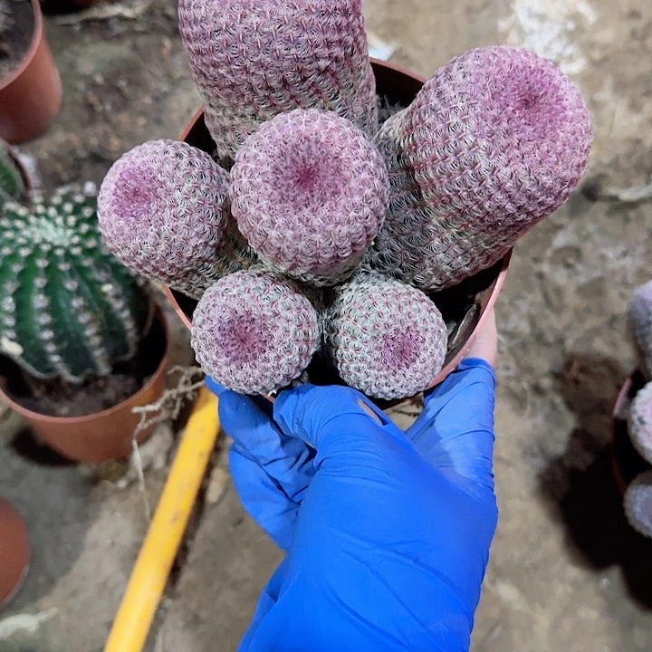 梅****）哈哈哈哈哈哈哈哈哈