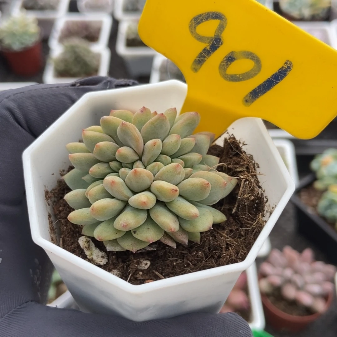 901爱丽儿缀多肉植物保护