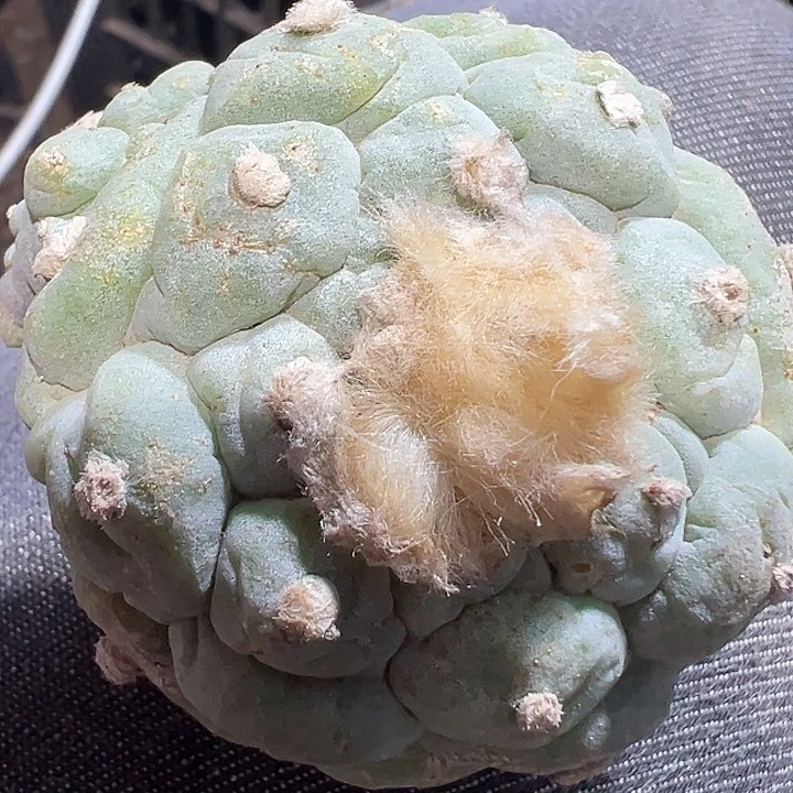 古田落地有根群球