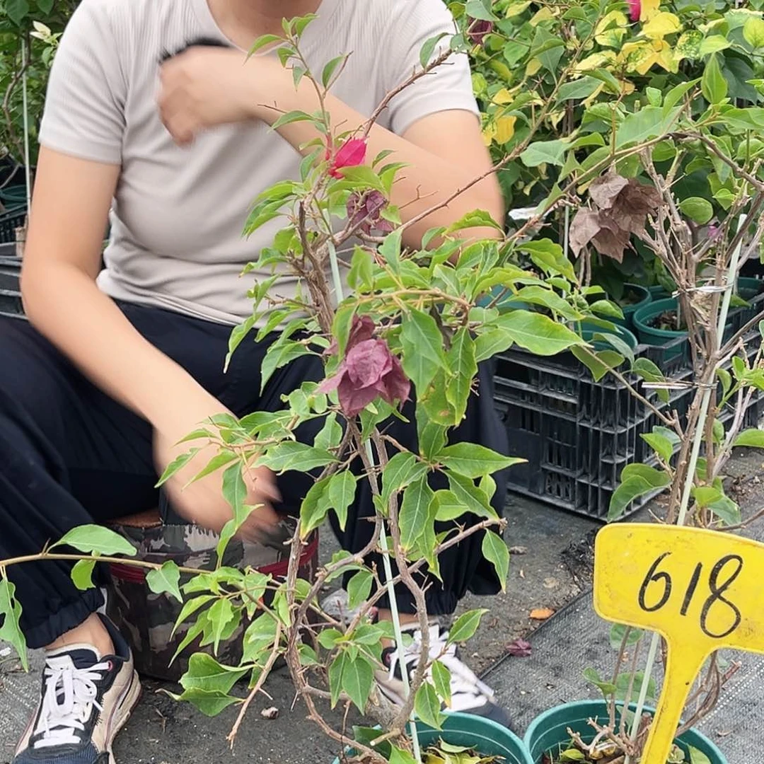 大部分花苞少量开放618随机一颗