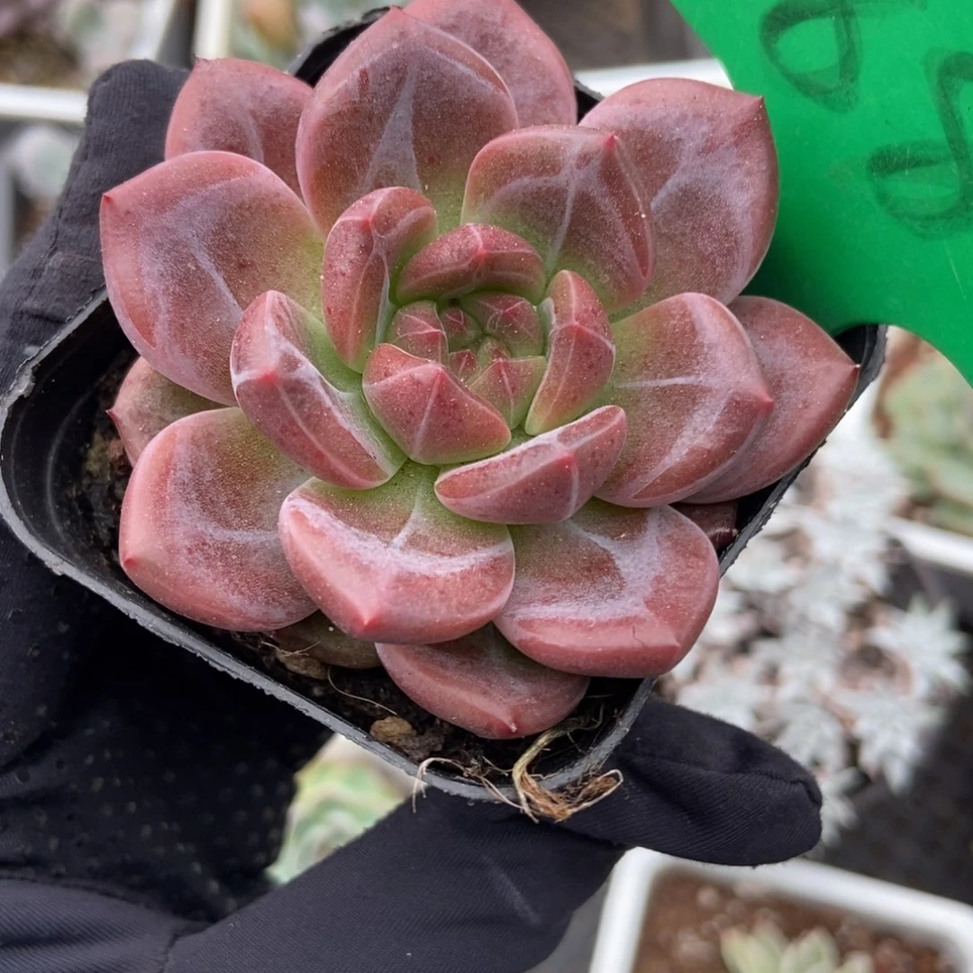 880香槟多肉植物精华
