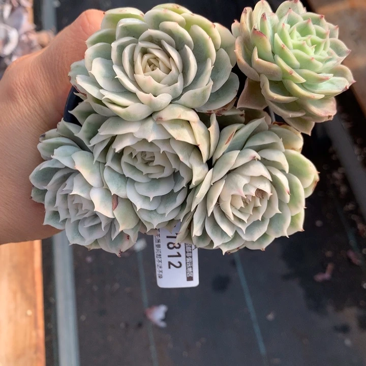 无花朵昂斯诺锦1812