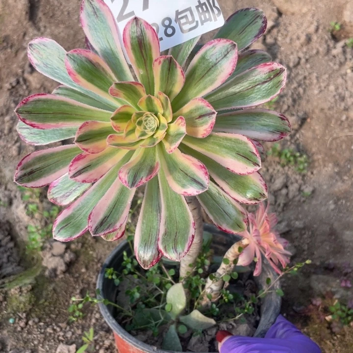 2783三号棚多肉植物