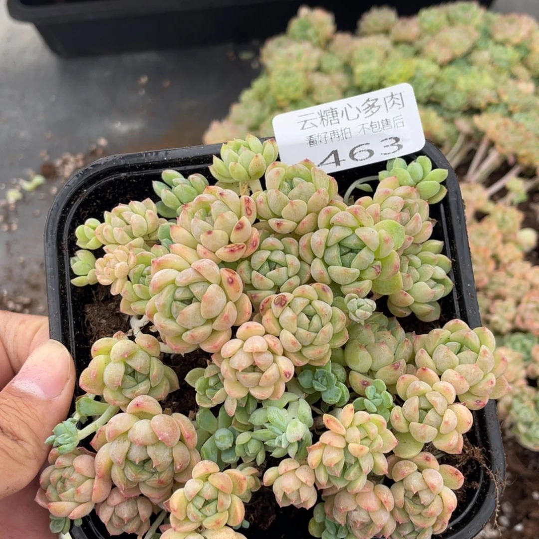 云糖心多肉植物463