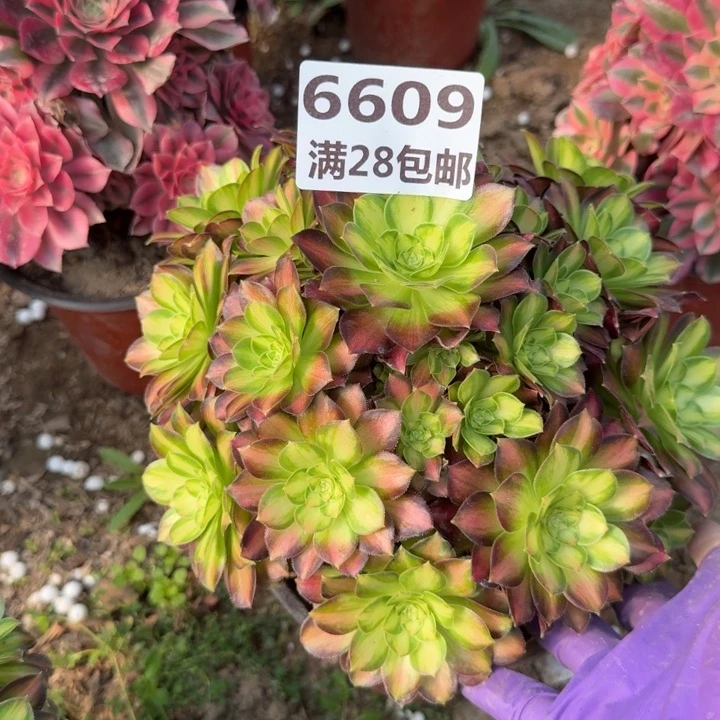 6609三号棚韶华多肉A