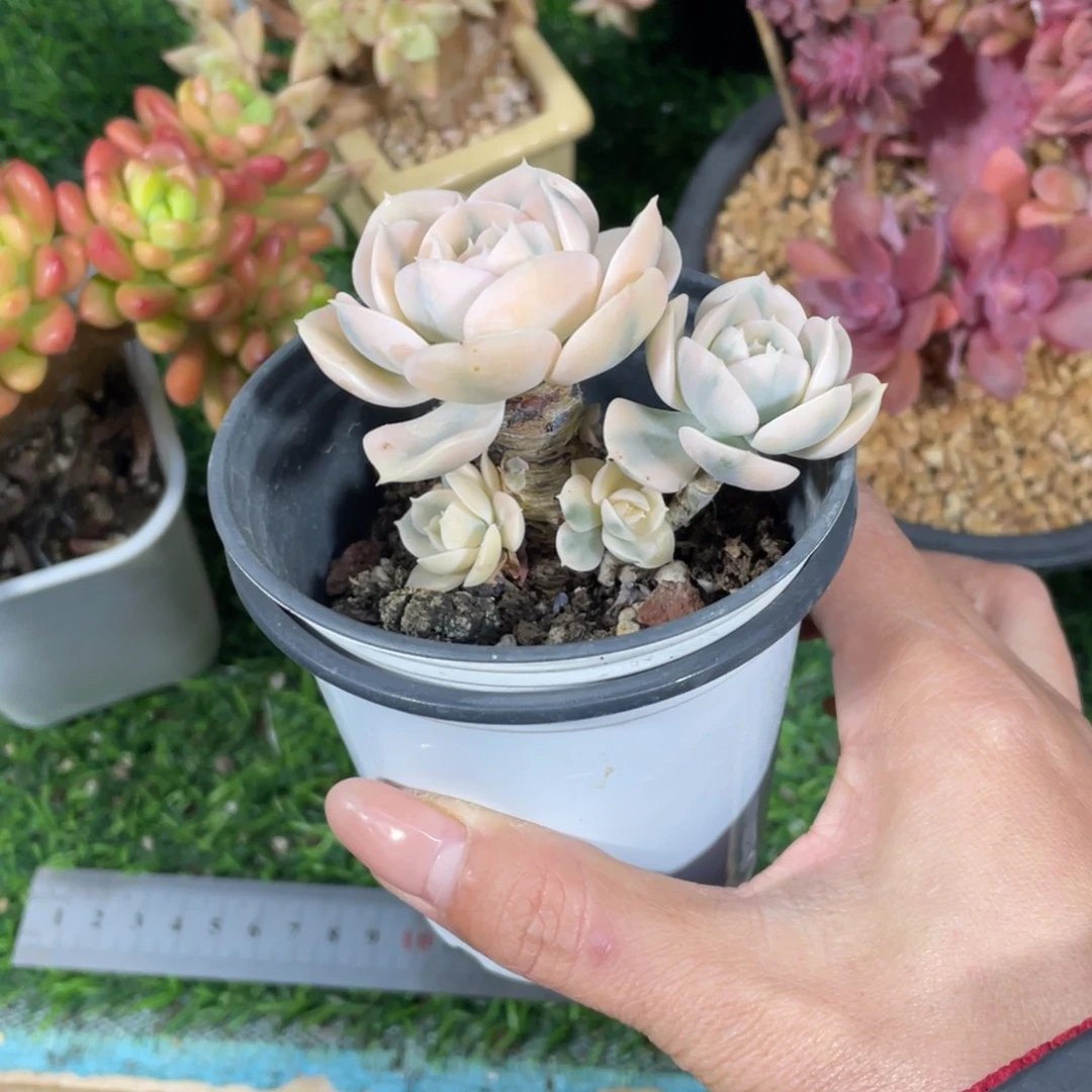 安娜玫瑰宽锦冠幅7 公分一物一拍