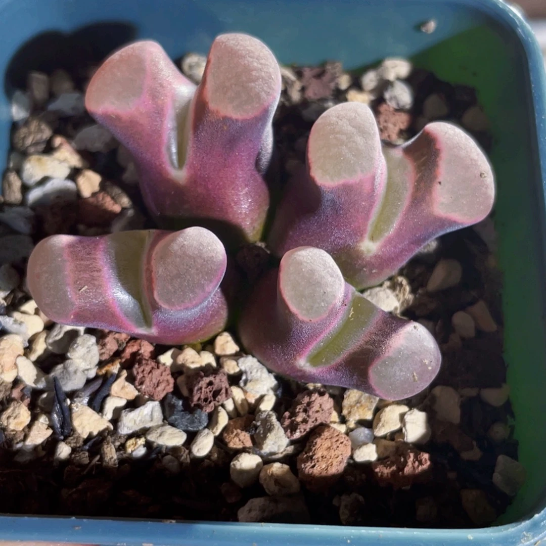粉窗磁铁植物一物一拍