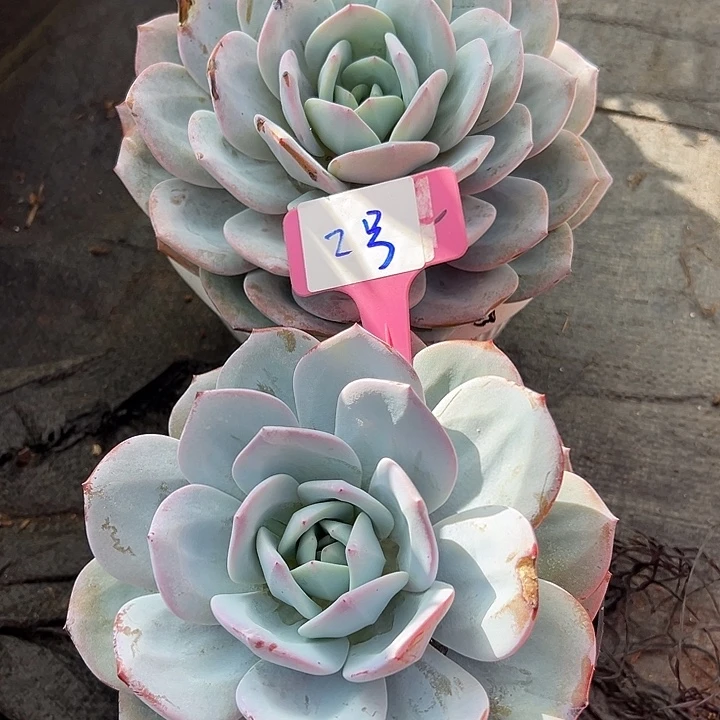 2奶茶2个脱土多肉