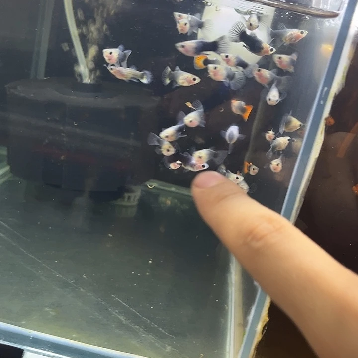 孔雀鱼蓝礼服玻璃短体球公1条