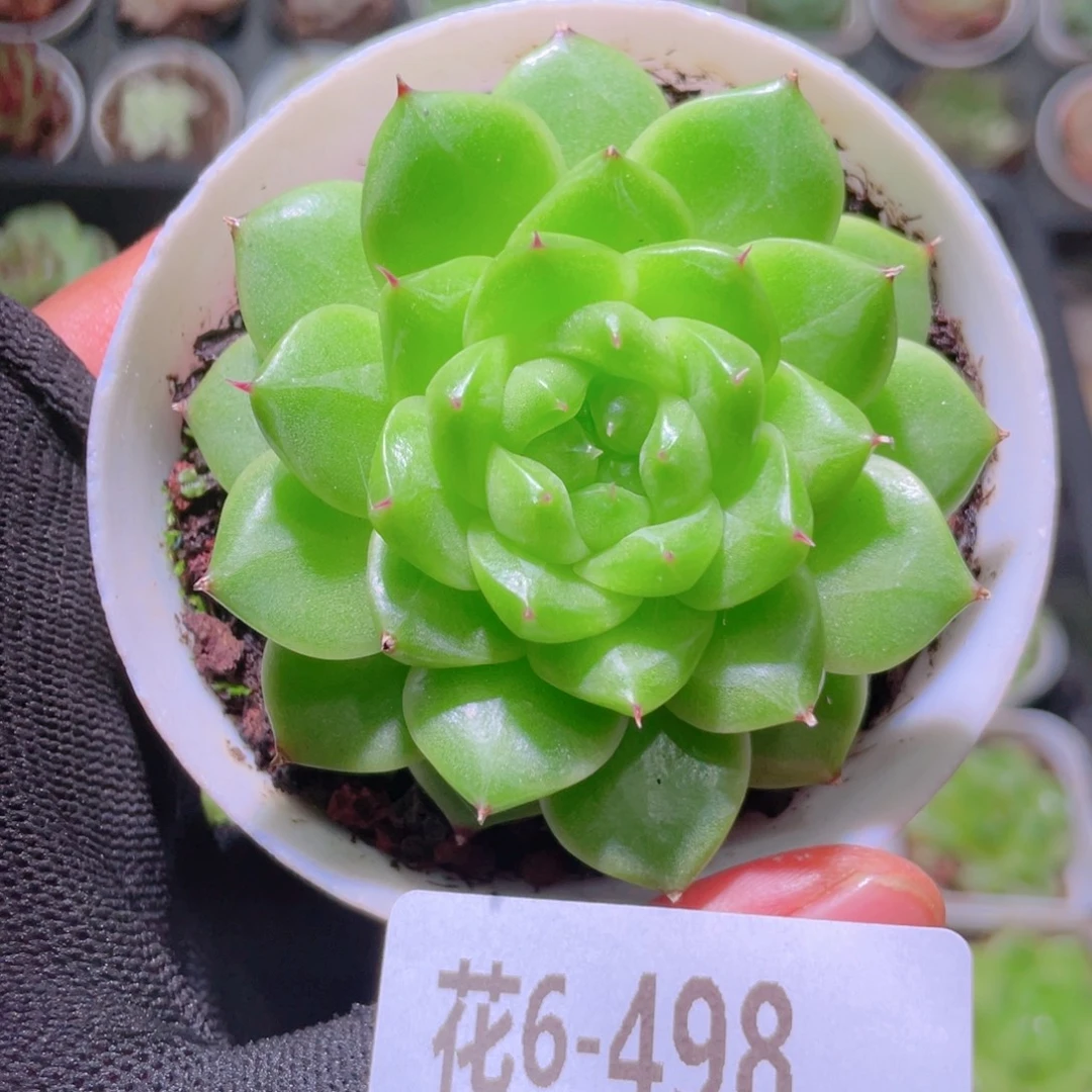 博***霖花利美6-498海王