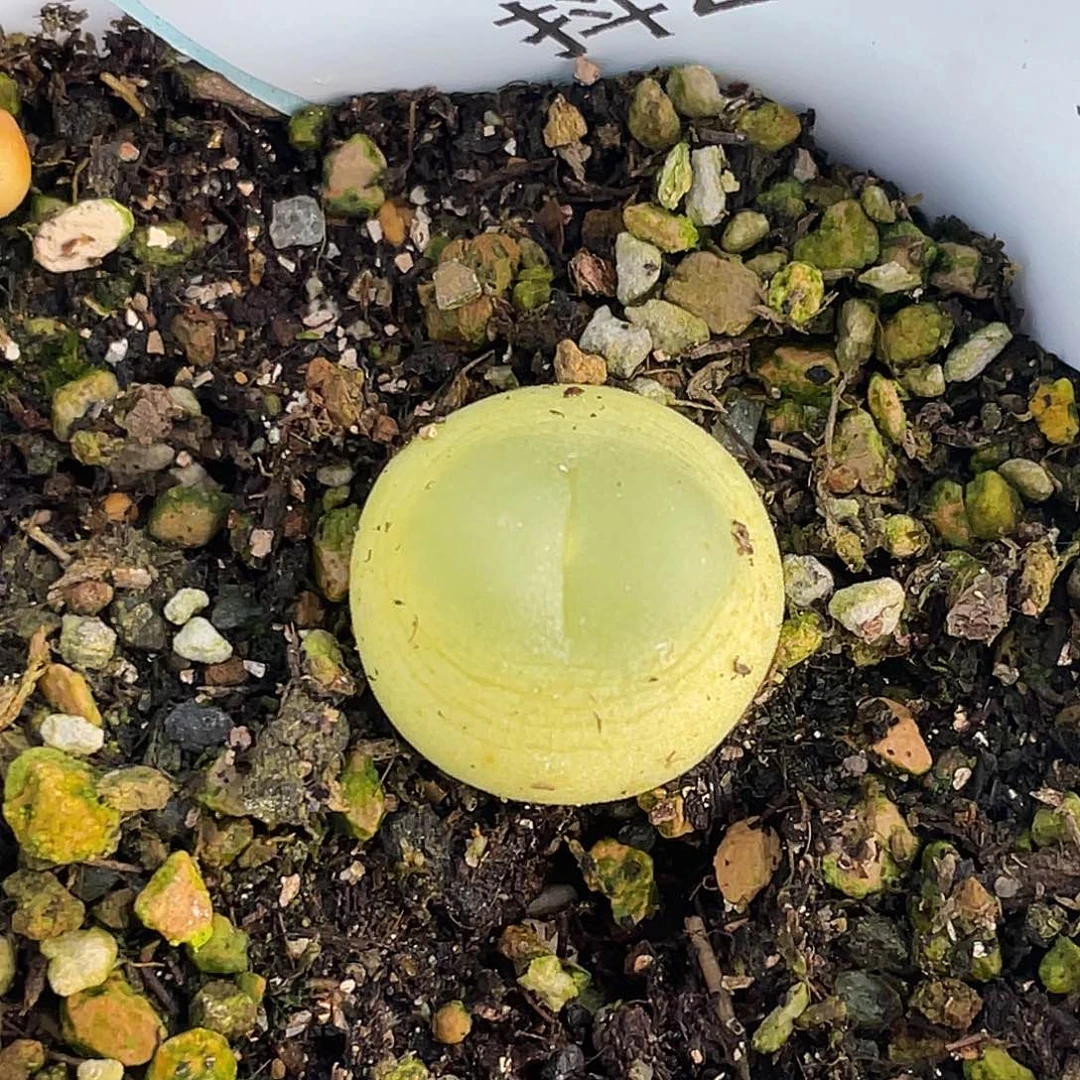 29-22拉登多肉植物