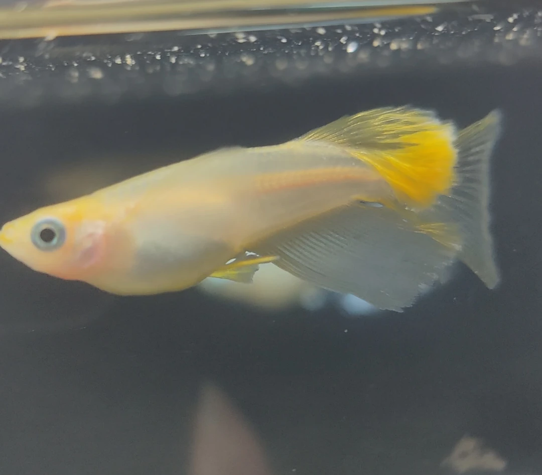 ②观背青鳉小型观赏鱼好养活不用加温打氧过滤直播间一物一拍