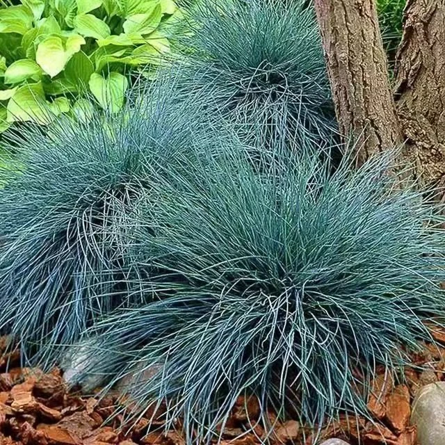 {蓝羊茅草}1盆110口径庭院花园地被植物造景观赏草四耐寒耐热地栽