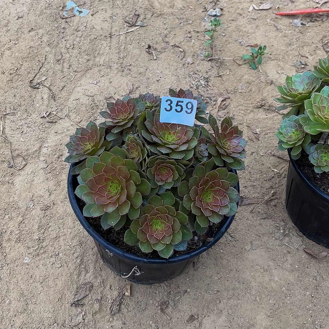 西**月红魔一物一拍359