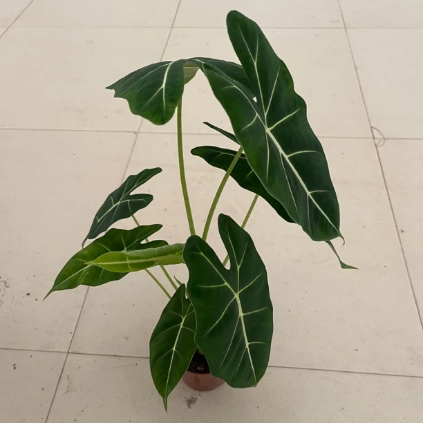 绿天鹅海竽植物盆栽室内客厅阳台绿植观叶植物 延