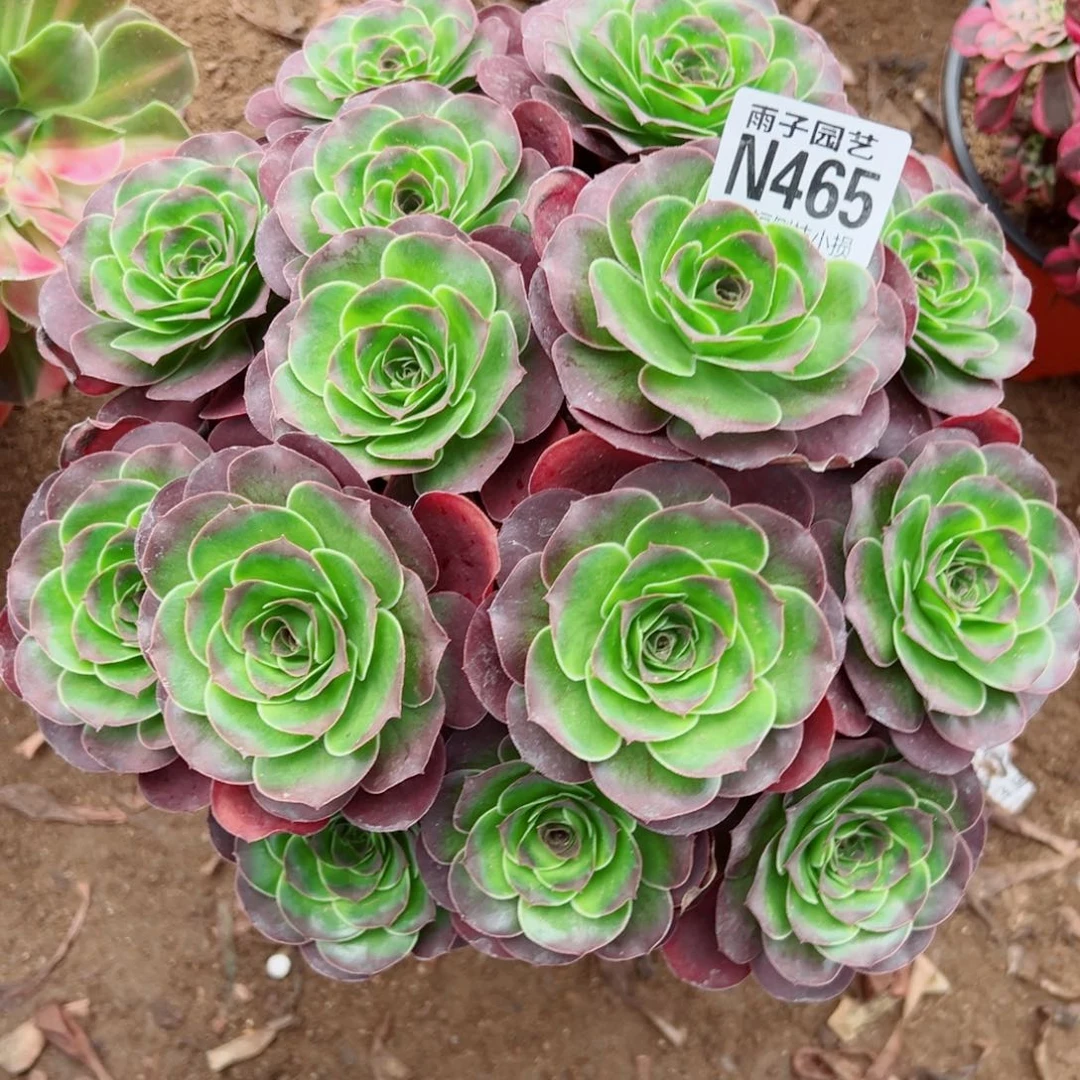 465魅金玫瑰尺寸25左右