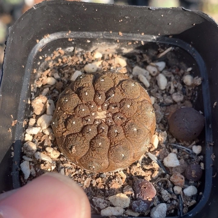 【闪购商品】蜥蜴皮