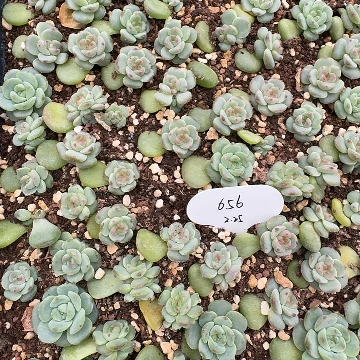 如图甜心656叶插苗随机5棵