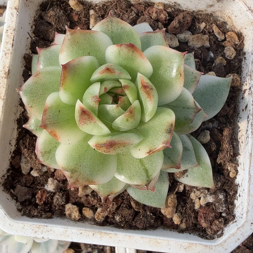 黑水晶锦，多肉植物