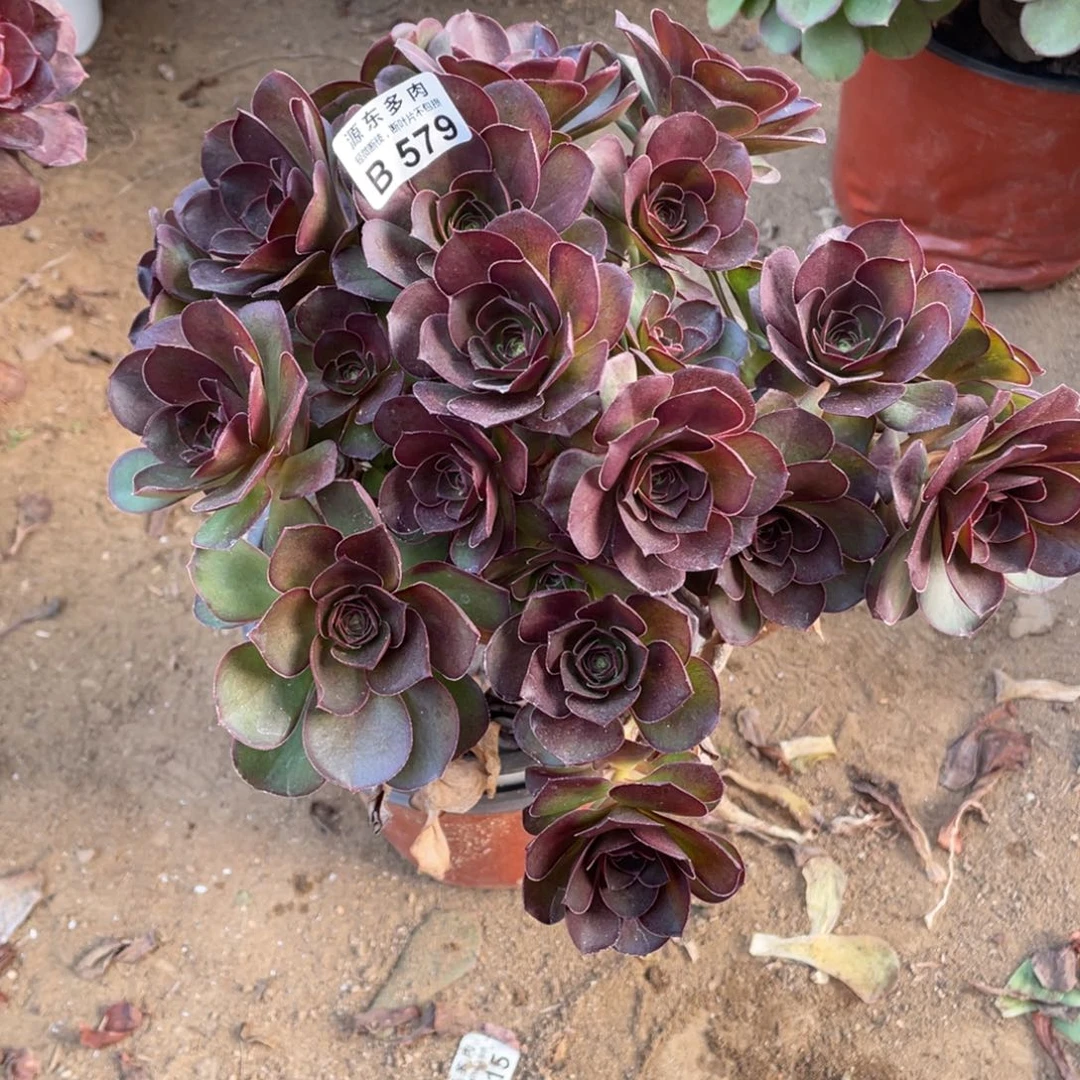 579魅金玫瑰多肉法师断枝不包