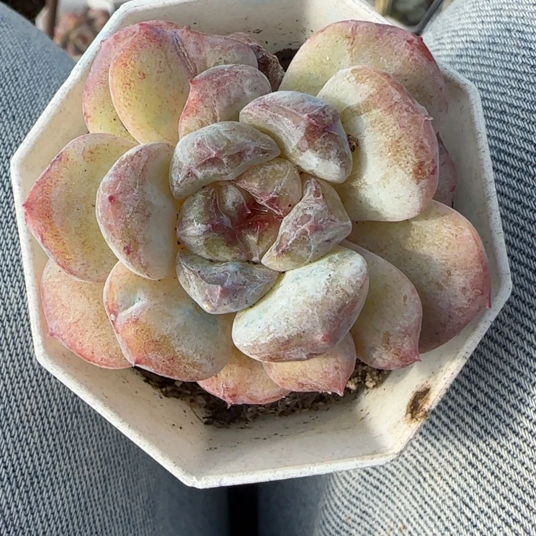 小卡拉米糖心一物一拍