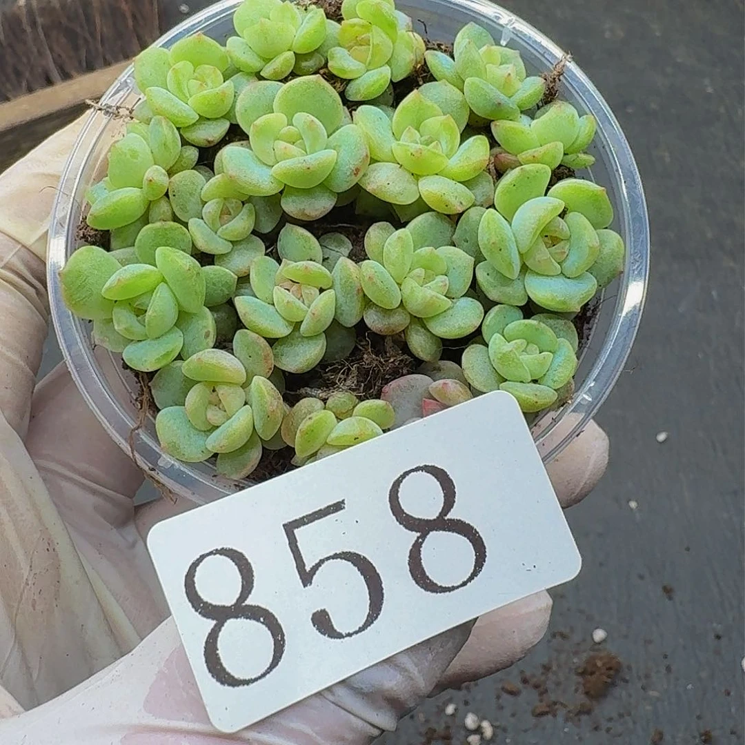 多肉植物多肉植物858