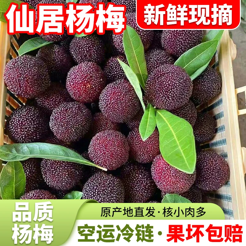 高山东魁杨梅特价链接偏红偏酸7分甜3分酸大小都有介意勿拍