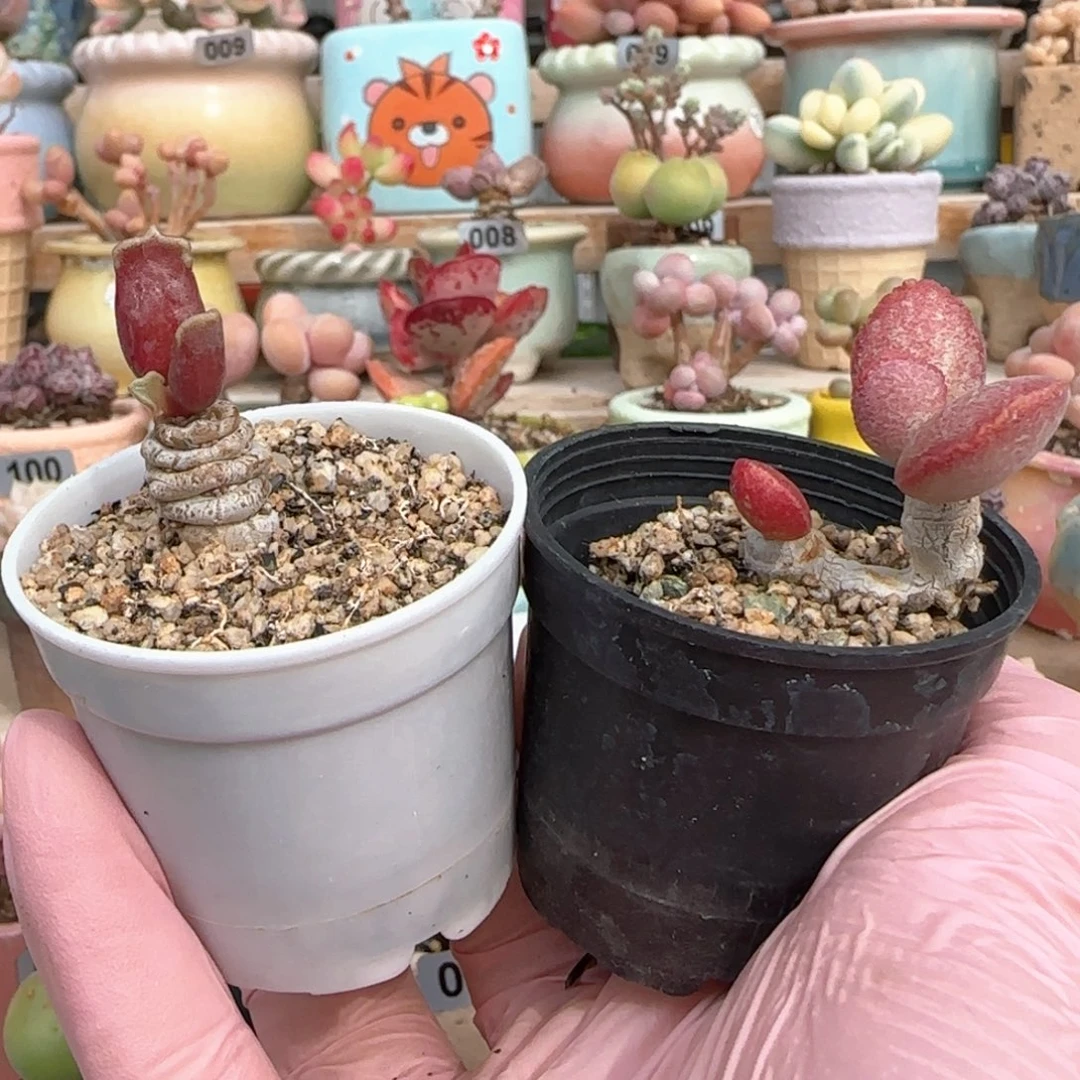 小***三红皱叶 红舒缇 紫库伯