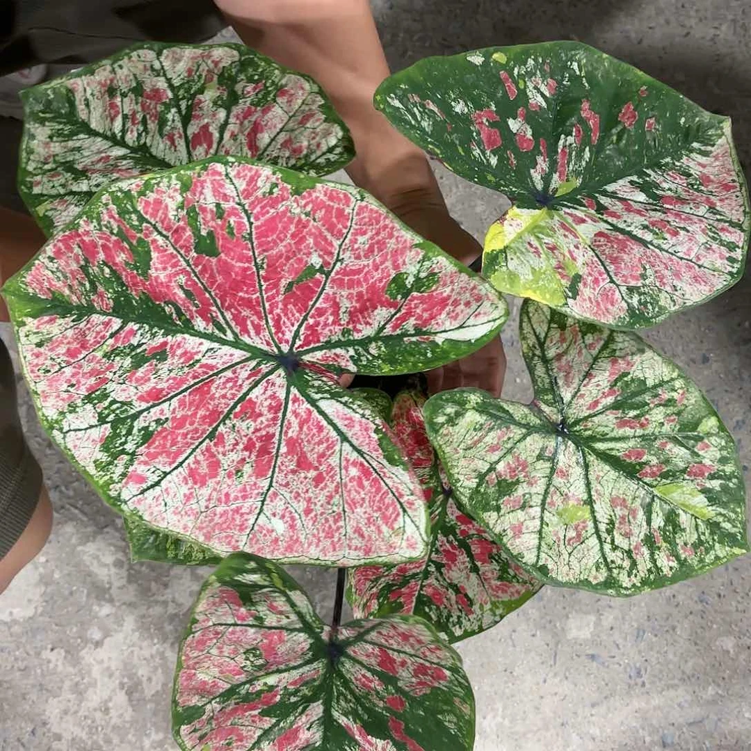 805-0114高单彩叶芋泰国发货