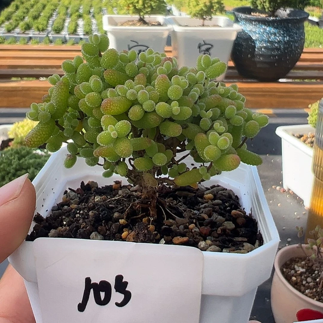 ˚****105号福利金桔糖球5.10多肉