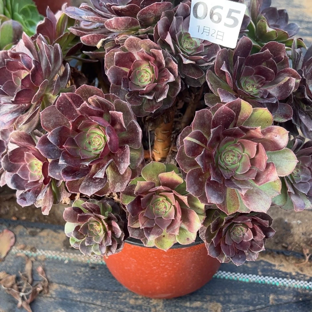 1.2-65黑寡妇多肉植物